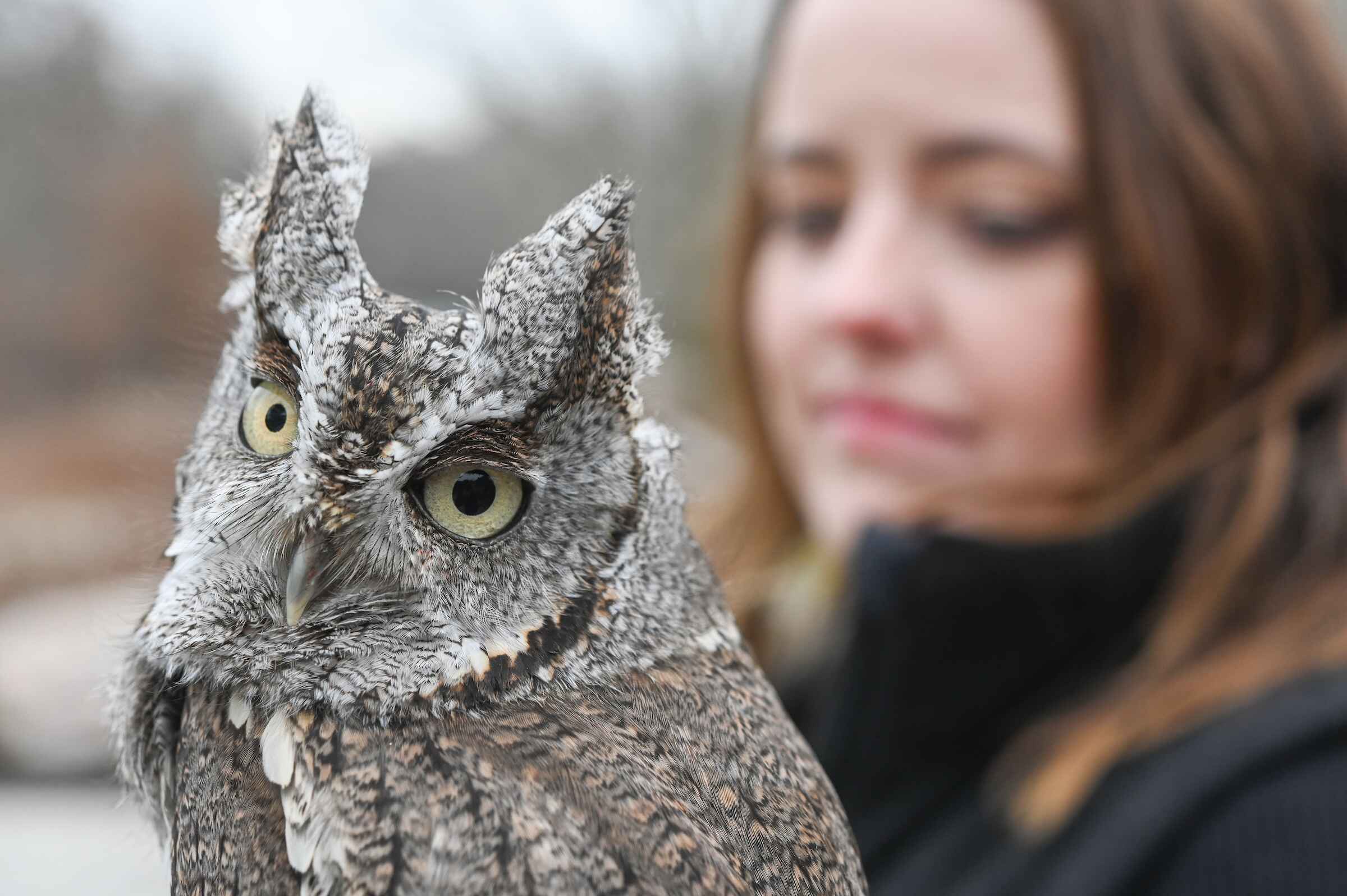 An owl with bright green eyes staring into the lense of the camera with a brunette girl in the background 