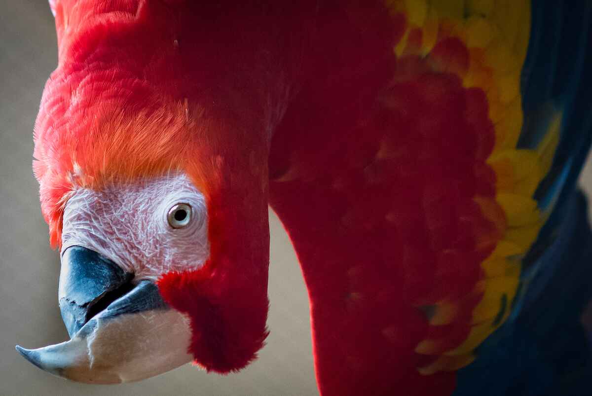 A closeup of a rainbow parrot 