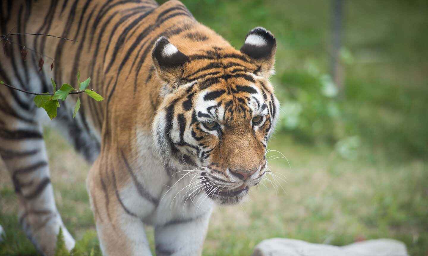A tiger looking off into the distance with a serious expression on