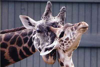 A mom and baby giraffe hugging 