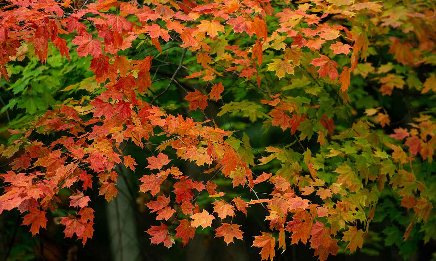 fall tree leaves
