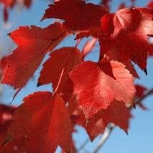 red sunset maple tree