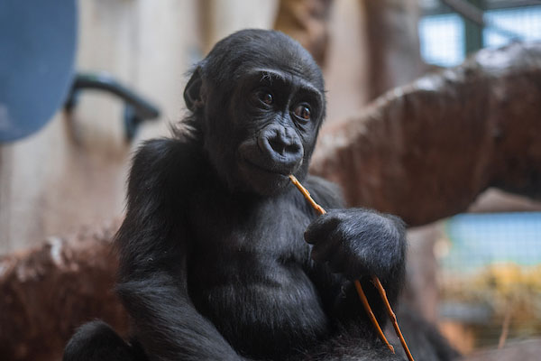 Photo of baby gorilla Jameela during 1st birthday celebration at Cleveland Metroparks Zoo