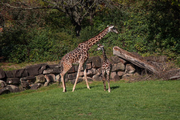 Photo of new addition Pippy the giraffe in the summer of 2024 at Cleveland Metroparks Zoo