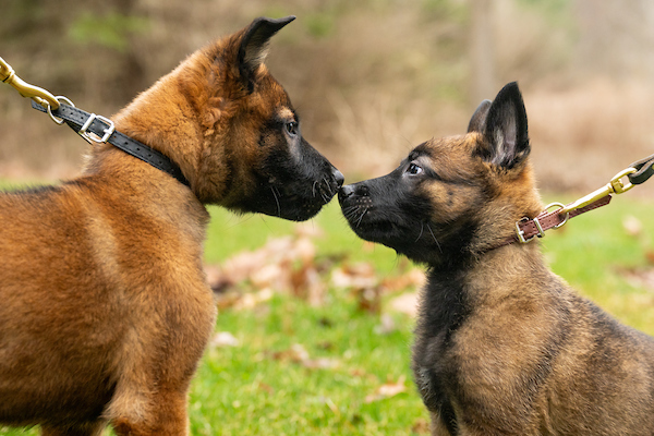 k-9 puppies