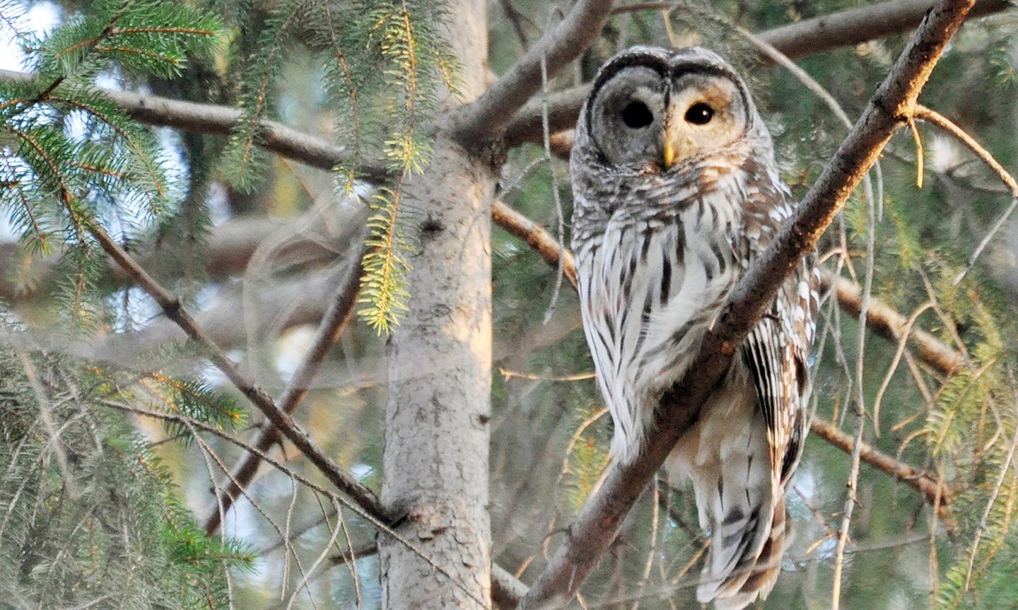 BarredOwl_Brumfield_carousel_1