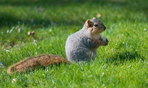 Fox-squirrel