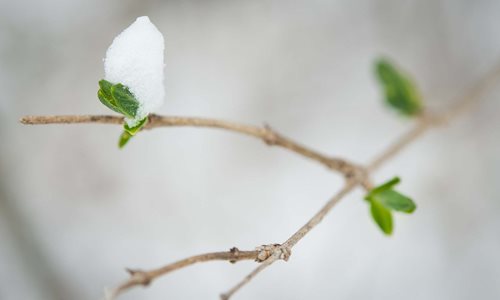 Branch with flowers on it