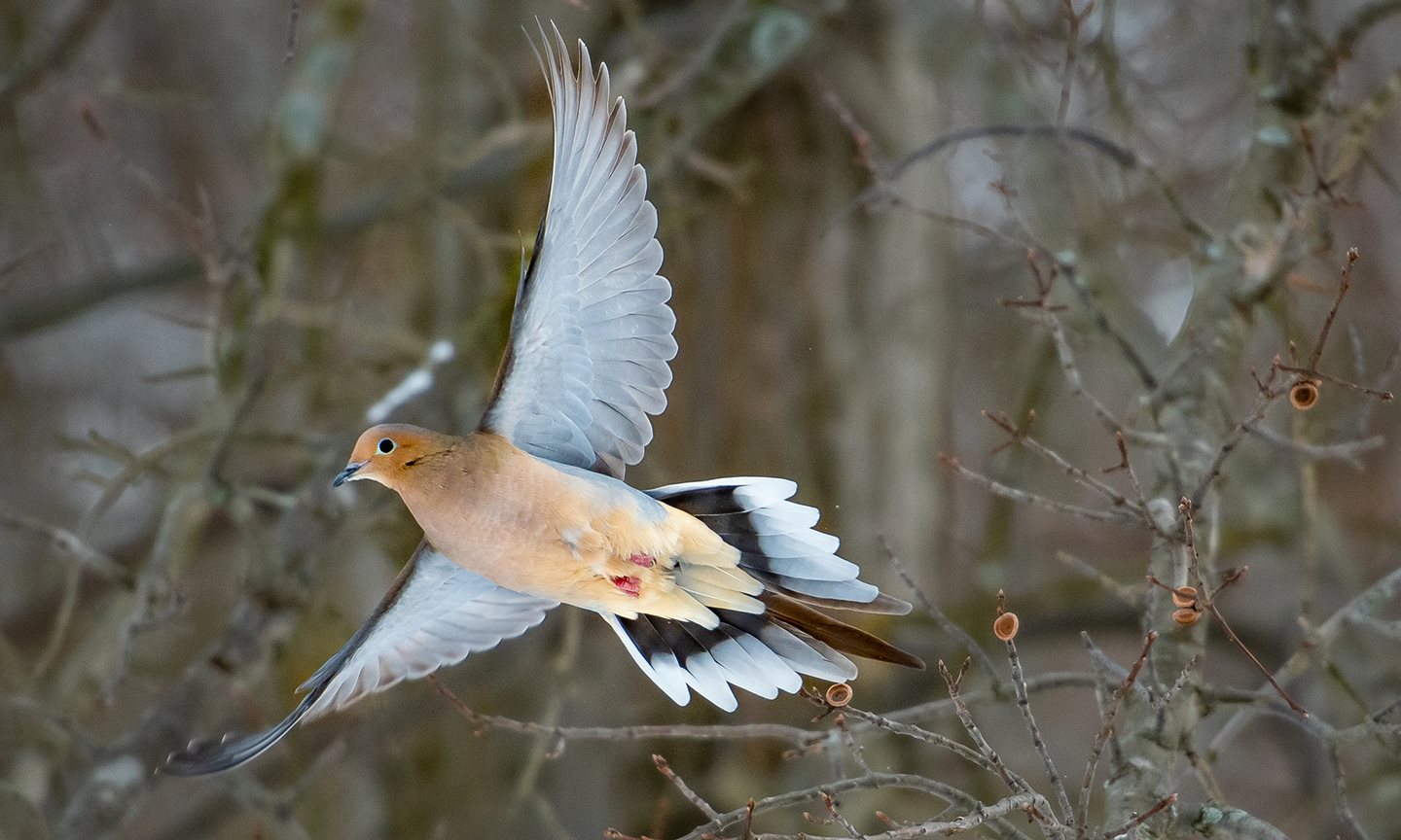 MoDo-in-flight