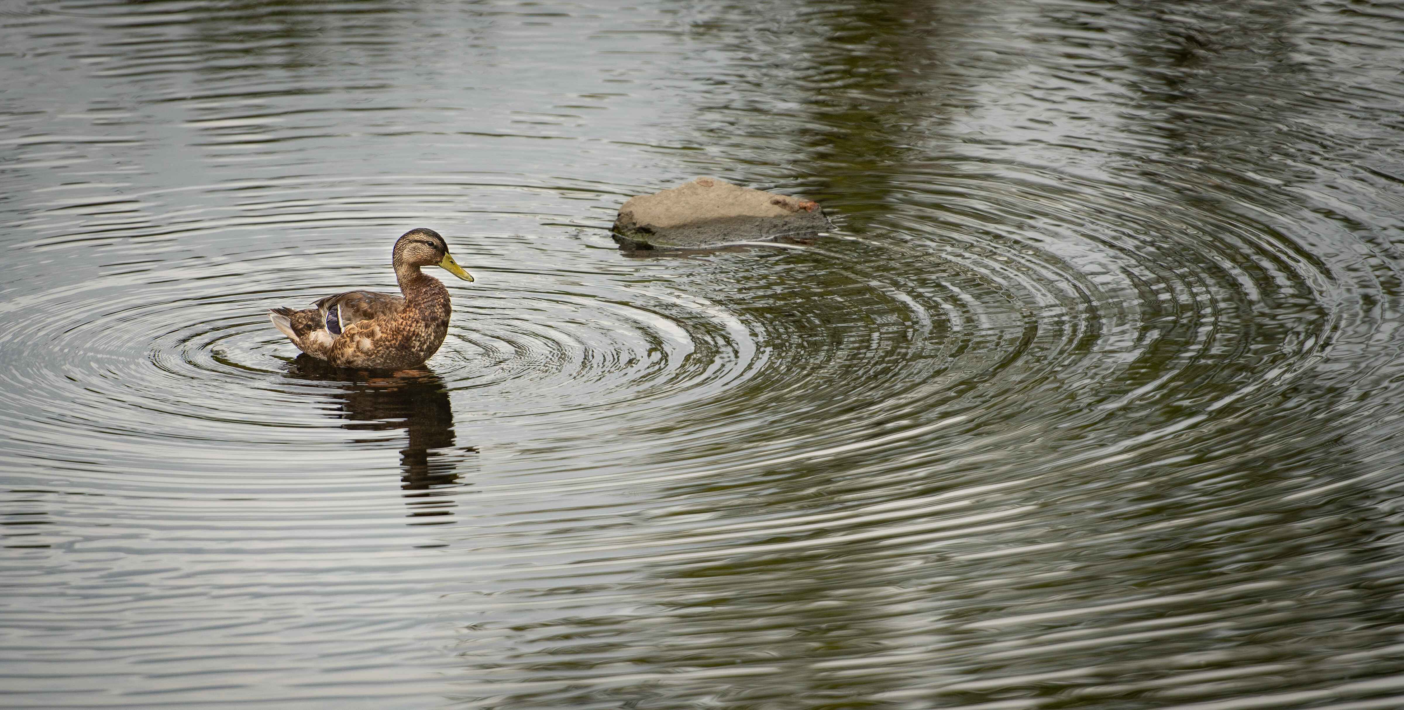 Duck on water