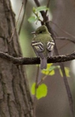 AcadianFlycatcher.jpg