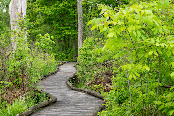 White-Pine-Loop-North-Chagrin-Reservation.jpg