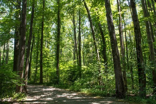 arafed view of a dirt road in a forest with lots of trees, a detailed matte painting inspired by Henry Carr, shutterstock contest winner, hudson river school, path through a dense forest, scene inside forest, old growth forest