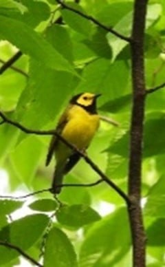 HoodedWarbler.jpg
