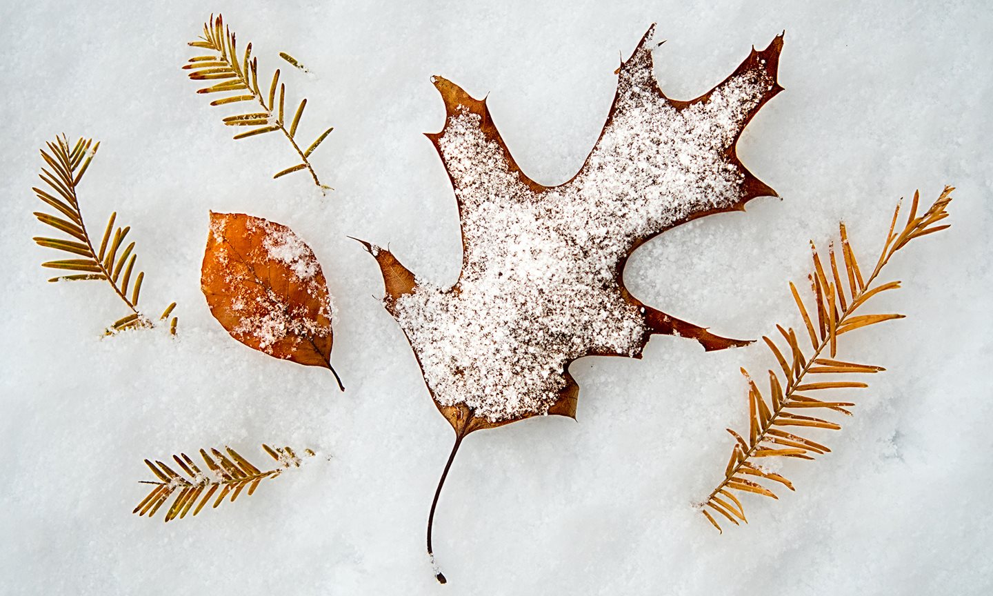 Winter_leaves_carousel.jpg