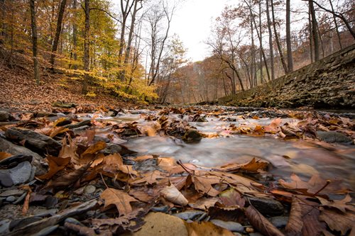 a close up of a stream running through a forest filled with leaves, a tilt shift photo by Aaron Bohrod, instagram contest winner, hudson river school, low camera angle at water level, wide angle landscape photography, wide angle lens photography