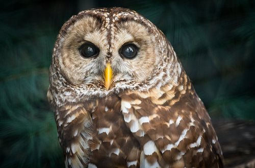 there is a owl that is sitting on a branch of a tree, a stock photo by Dennis Ashbaugh, shutterstock contest winner, optical illusion, owl, portrait of a geometric owl, an owl