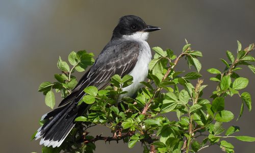 eastern_kingbird_Brumfield.JPG