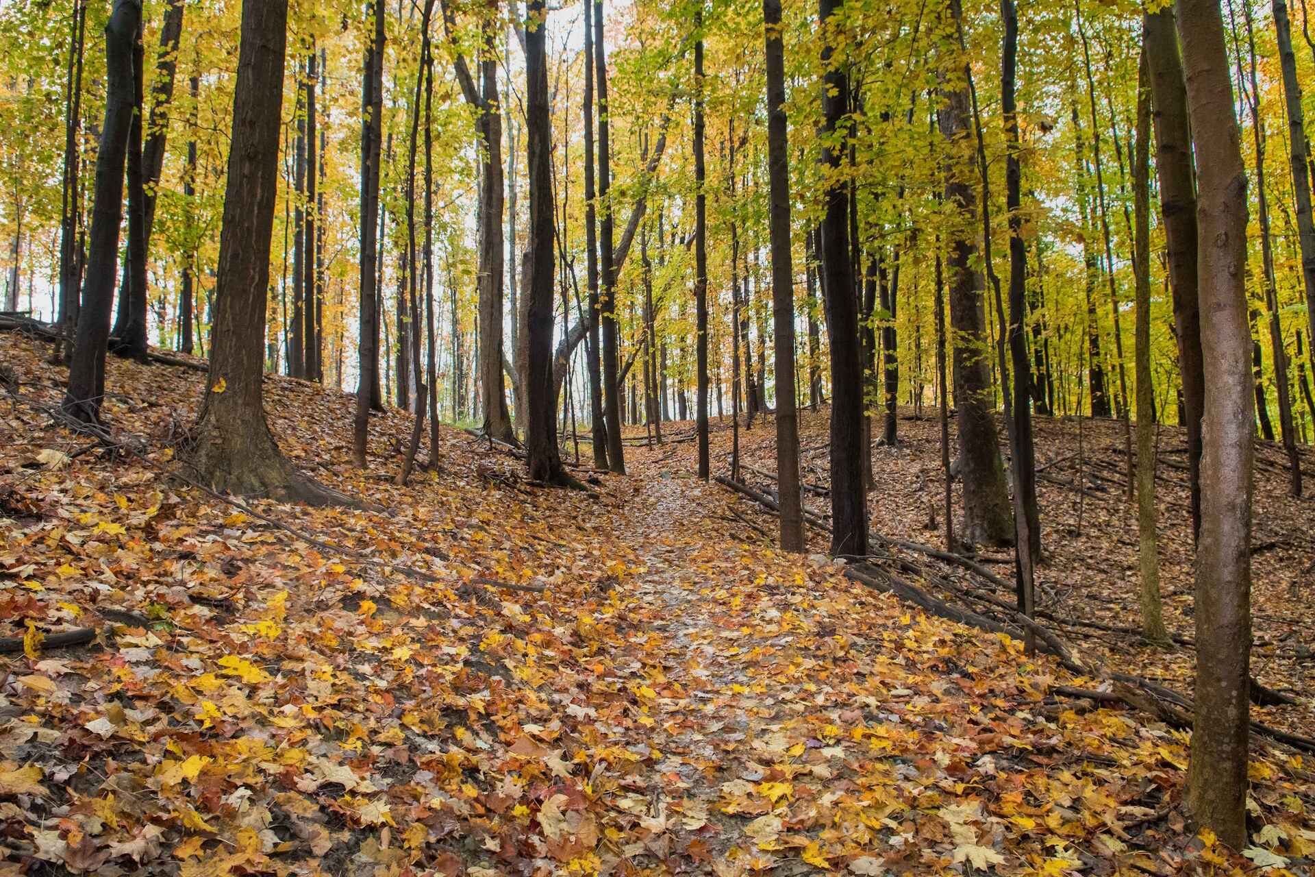 there is a path in the woods with lots of leaves on the ground, a tilt shift photo inspired by Henry Carr, shutterstock contest winner, hudson river school, path through a dense forest, hiking trail, william penn state forest