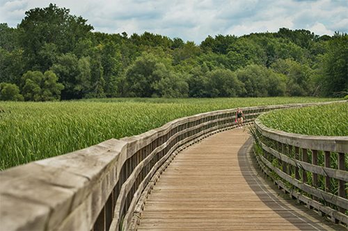 Lake-to-Lake-(1).jpg araffe walking on a wooden bridge over a grassy field, a tilt shift photo inspired by Henry Carr, shutterstock contest winner, arts and crafts movement, phragmites, wide greenways, marsh vegetation