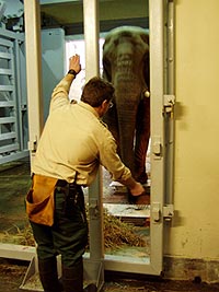 elephantweigh_03_jostepsup.jpg