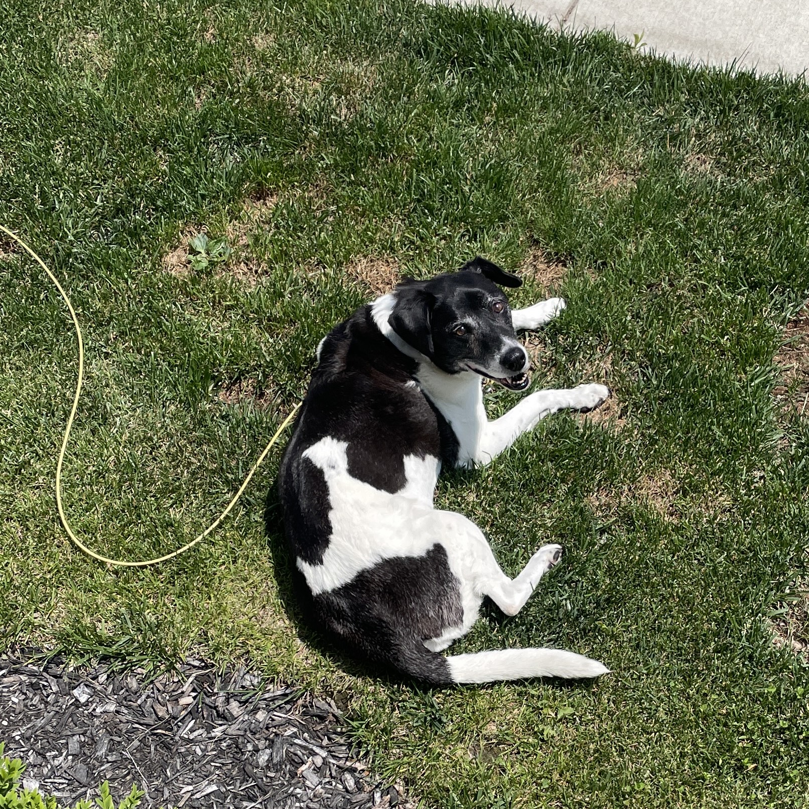 Daisy-Malizio.jpg Daisy-Malizio.jpg