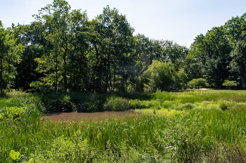 trees and grass in a field with a river in the background, a tilt shift photo inspired by Charles Ragland Bunnell, featured on cg society, hudson river school, marsh vegetation, woodland creek, pond scene
