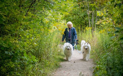 there are two dogs walking down a path with a woman, a stock photo inspired by Jan Cox, shutterstock contest winner, ecological art, samoyed dog, walking upright in a forest, hiking cane