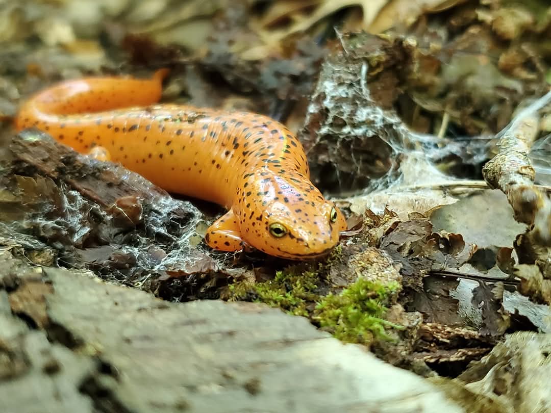 northern-red-salamander.jpg