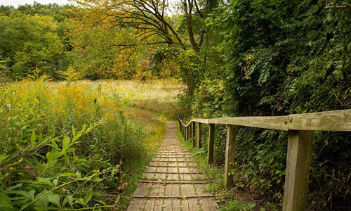 arafed wooden walkway in a field with a wooden fence, a tilt shift photo inspired by John Eyre, shutterstock contest winner, ecological art, a beautiful pathway in a forest, hiking trail, scoia'tael)