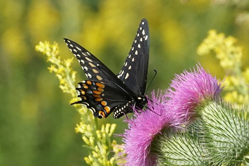 a black butterfly with white specs and orange detailing landing on a cactus with a blurred yellow and green background 