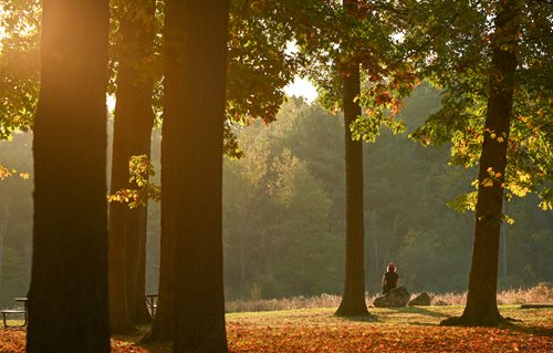 trees in a park with a person sitting on a bench, a stock photo inspired by Henry Carr, shutterstock contest winner, hudson river school, parks and public space, at sunset in autumn, william penn state forest