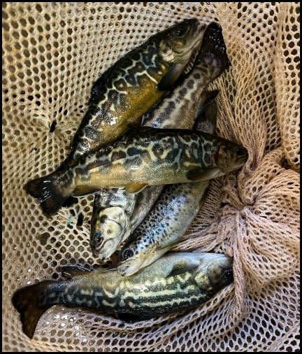 1-11-24-tiger-trout-2.jpg