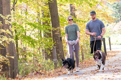 there are two men walking their dogs on a path in the woods, a stock photo inspired by John Gibson, trending on pinterest, private press, canines sports photo, hiking cane, ligjt trail