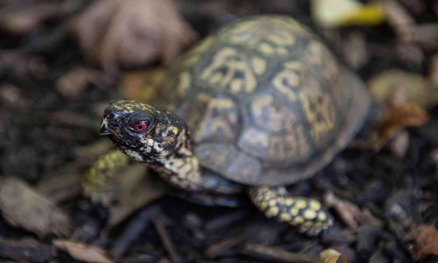 Turtle.jpg