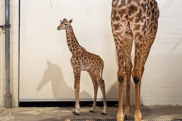 Male Giraffe Calf at Cleveland Metroparks Zoo