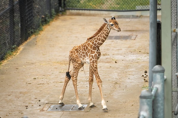 Giraffe Calf